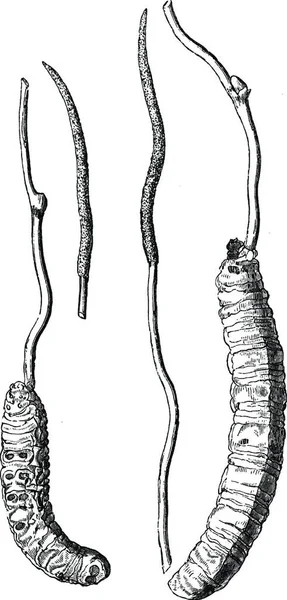 Cordyceps, oymalı basit vektör çizimi