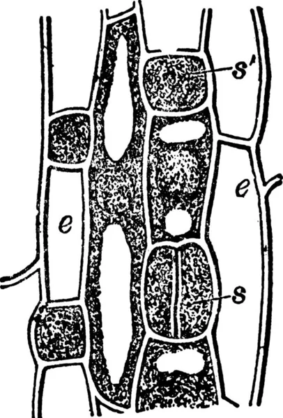 Hyacinthe Illustration Vectorielle Simple Gravée — Image vectorielle