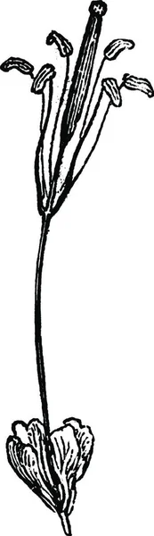 Gynandropsis Gravada Ilustração Vetorial Simples — Vetor de Stock