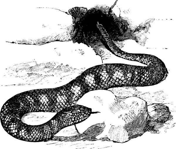 Acanthophis Illustration Vectorielle Simple Gravée — Image vectorielle