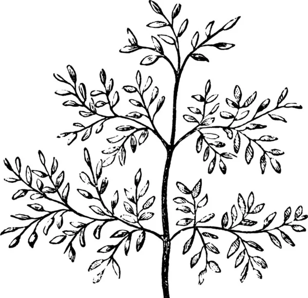 Φύλλα Χαραγμένα Απλή Διανυσματική Απεικόνιση — Διανυσματικό Αρχείο