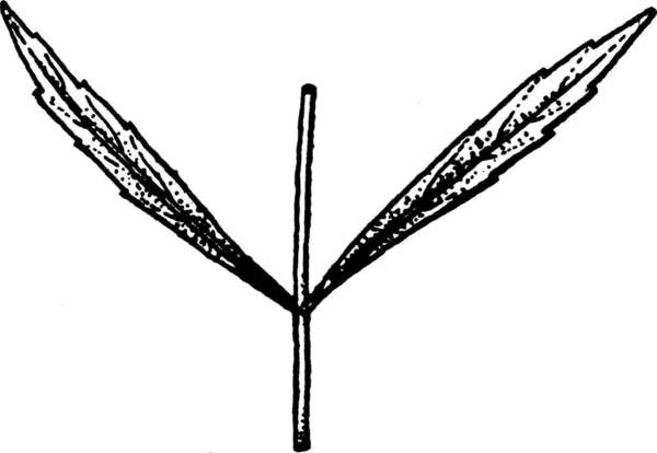 Lycopus Ilustración Vectorial Simple Grabada — Archivo Imágenes Vectoriales