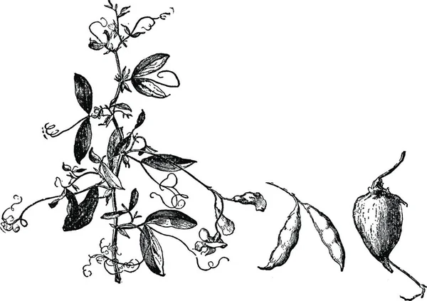 Arachides Illustration Vectorielle Simple Gravée — Image vectorielle