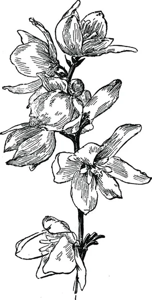 Член Лілія Сім Грудка Загострені Листя Цвітіння Стебло Старовинна Ілюстрація — стоковий вектор