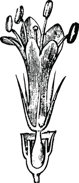 Ray Floret Field Scabious Knautia Arvensis Πολυετής — Διανυσματικό Αρχείο
