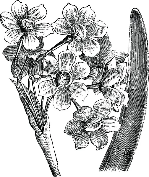 花序と葉の部分 Tazetta Vintage Art — ストックベクタ