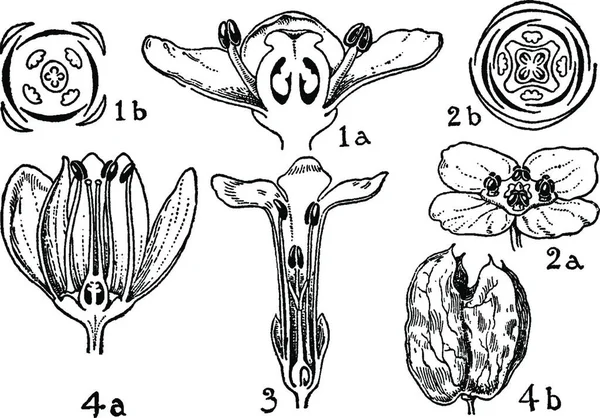 Ordens Aquifoliaceae Celastraceae Stackhousiaceae — Vetor de Stock