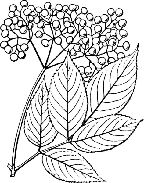 Illustration Vectorielle Vintage Noir Blanc Berry — Image vectorielle