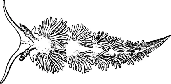 Illustration Vectorielle Vintage Aeolis Noir Blanc — Image vectorielle