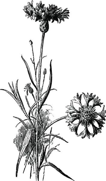 Кукурудзяна Квітка Чорно Біла Вінтажна Векторні Ілюстрації — стоковий вектор