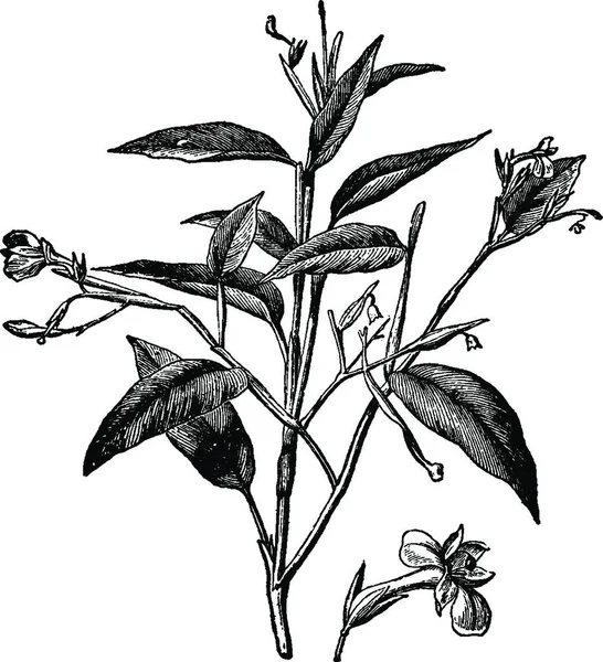Illustration Vectorielle Vintage Arrowroot Noir Blanc — Image vectorielle