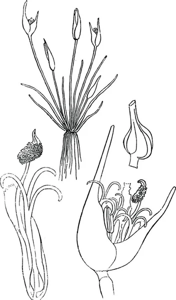 Centrolepis Ilustración Vectorial Blanco Negro — Archivo Imágenes Vectoriales