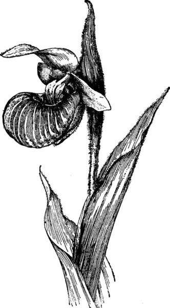 Cypripediumスペシャルヴィンテージイラスト — ストックベクタ