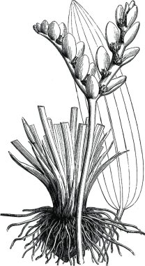 Flower-spikes, Leaf, and Root of Cape Pond Weed vintage illustration