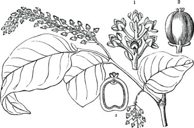 Biber siyah ve beyaz vintage vektör çizimi