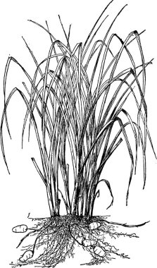 Chufa siyah ve beyaz vintage vektör çizimi