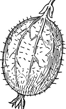 Böğürtlen siyah ve beyaz vintage vektör çizimi