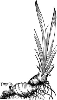 Iris, basit vektör çizimi