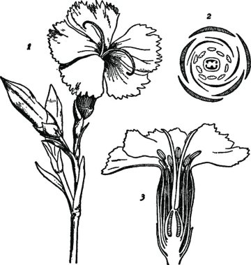 Dianthus, basit vektör illüstrasyonuName