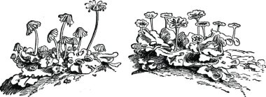Hepatica, basit bir vektör çizimi