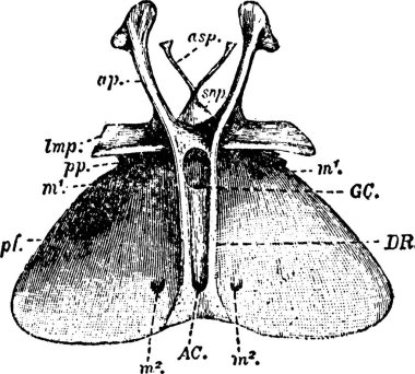 Entosternum, basit vektör çizimi