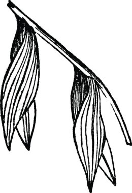 İkinci, oymalı basit vektör illüstrasyonu