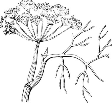 Anise, oymalı basit vektör illüstrasyonu