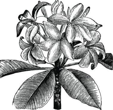 Frangipani, basit vektör çizimi