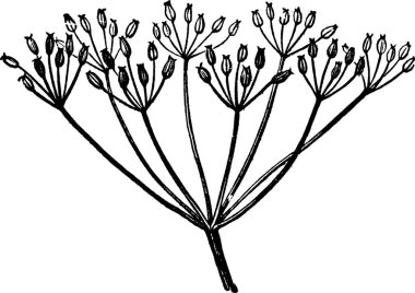 Caraway, oymalı basit vektör çizimi