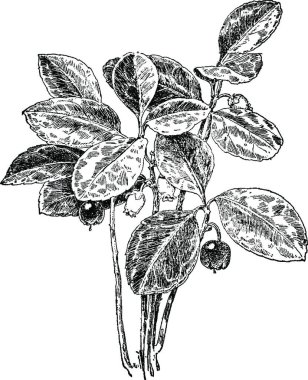 Checkerberry, oymalı basit vektör çizimi