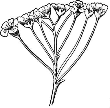 Çiçekler, oymalı basit vektör illüstrasyonu