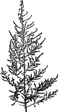 Kuşkonmaz, oymalı basit vektör çizimi