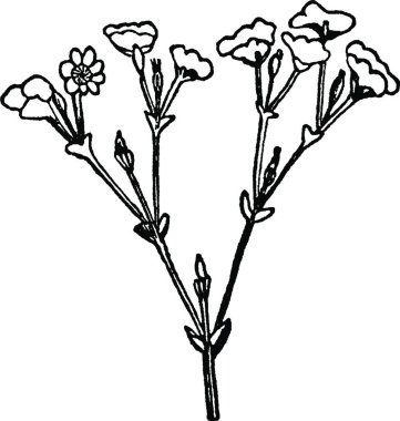 Cyme, oymalı basit vektör çizimi