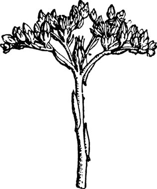 Houseleek, basit bir vektör çizimi