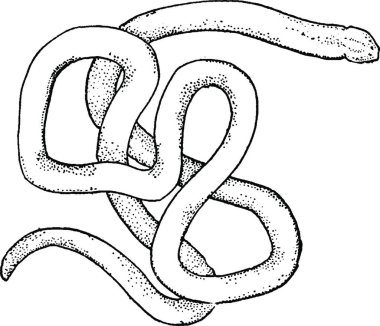 Nemeteor siyah ve beyaz vintage vektör illüstrasyonu