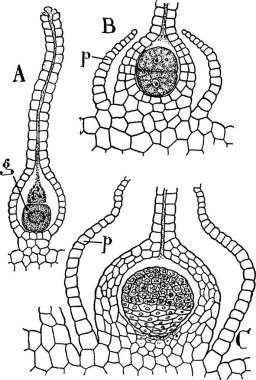 Gametospore siyah ve beyaz vintage vektör çizimi