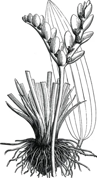 Flower Spikes Leaf Root Cape Pond Weed Vintage Illustration — Stockvector