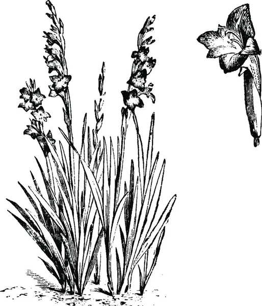 Habit Detached Single Flower Gladiolus Psittacinus — Vector de stock