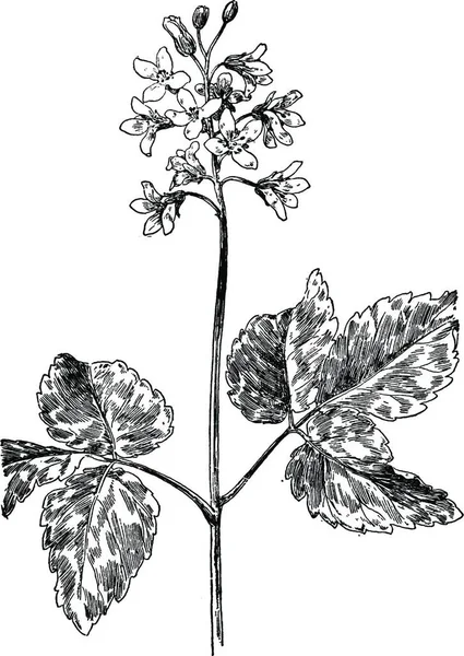 Illustration Vectorielle Vintage Toothwort Noir Blanc — Image vectorielle