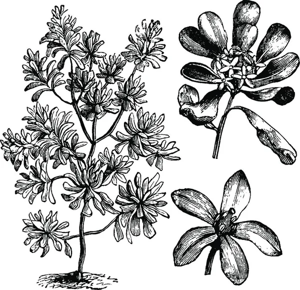 Красиві Квіти Шаблон Векторні Ілюстрації — стоковий вектор