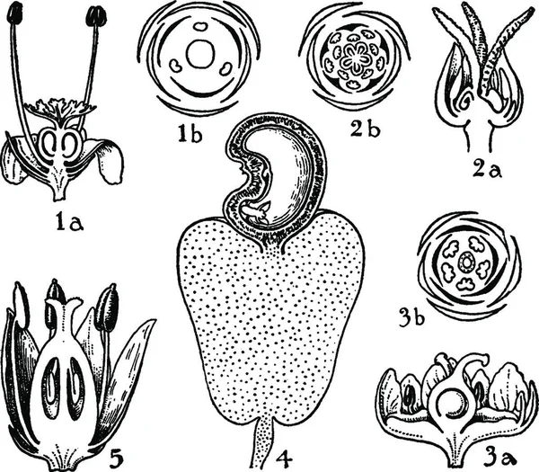 Накази Empetraceae Coriariaceae Anacaridaceae Cyrillac — стоковий вектор