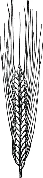 Wheat Black White Vintage Vector Illustration — Stock Vector