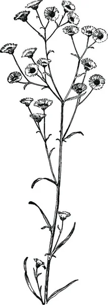 Hermoso Flores Plantilla Vector Ilustración — Vector de stock