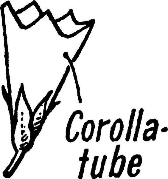 Corolla Tube Vintage Illustration — Image vectorielle
