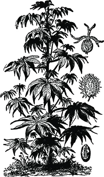 卡斯尔油植物黑白复古矢量图解 — 图库矢量图片
