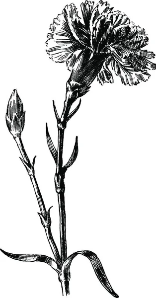 Carnation Černá Bílá Vinobraní Vektorové Ilustrace — Stockový vektor