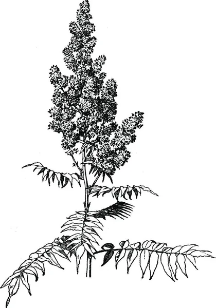 Sorbaria Sorbifolia Ilustración Vintage — Archivo Imágenes Vectoriales