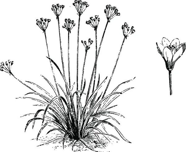 Växtplats Och Fristående Enstaka Blomma Nothoscordum Fragrans — Stock vektor