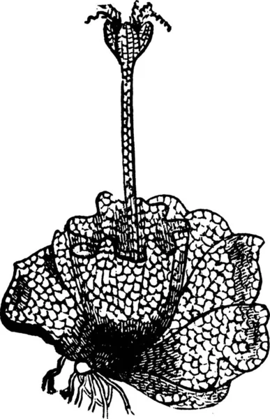 Jungermannia黒と白のヴィンテージベクトルイラスト — ストックベクタ