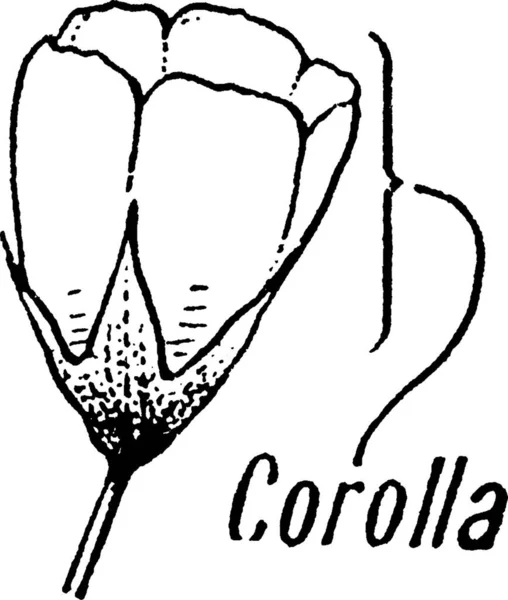 Corolla Schwarz Weiß Vektor Illustration — Stockvektor